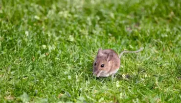 mouse on grass
