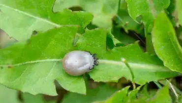 white tick on leaves