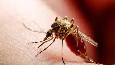 mosquito on human skin