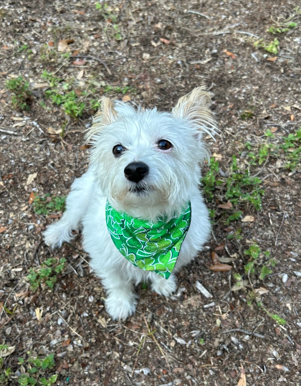 MoJo the dog