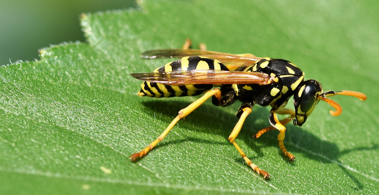 Wasp on a leaf.