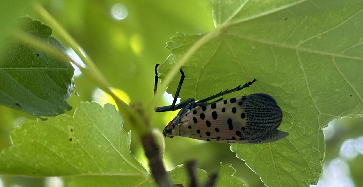 Lanternfly on a leaf.