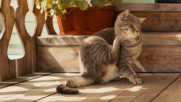 Cat scratching on the neck.