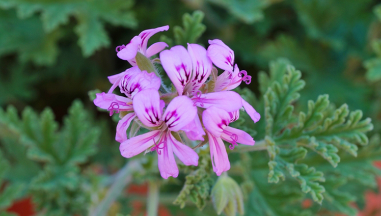 A closeup of a purple citronella flower.