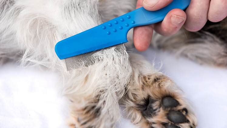 Combing the dog for fleas.