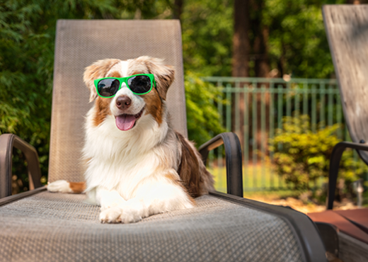 Dog laying in lawn chair while wearing sunglasses.