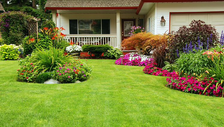 Landscaped front yard of home.