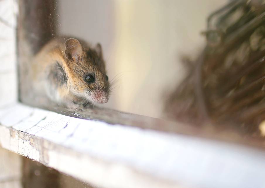 Mouse running across the window.