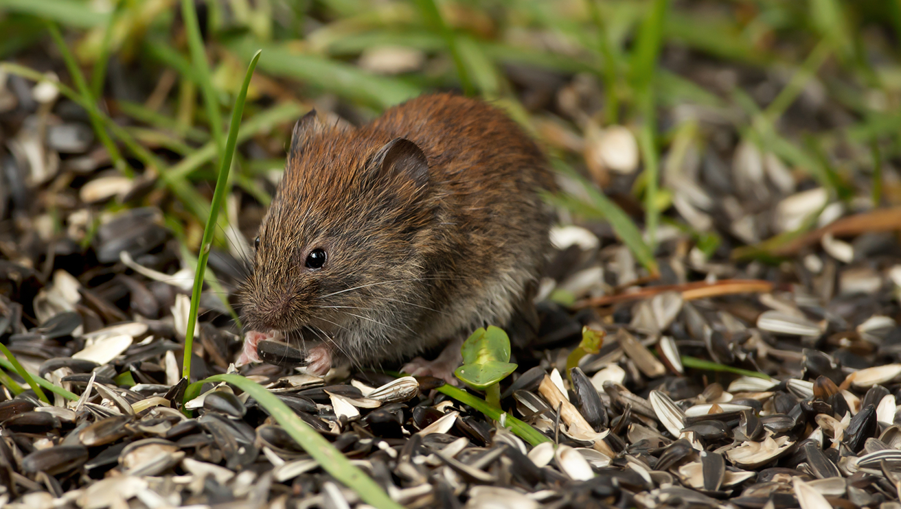 Mouse eating on the ground.