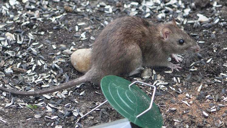 Rat crawling on the ground.