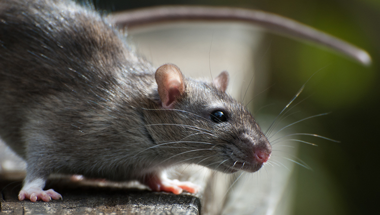 Close up view of a rat.