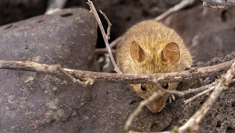 Rat crawling on a rock.