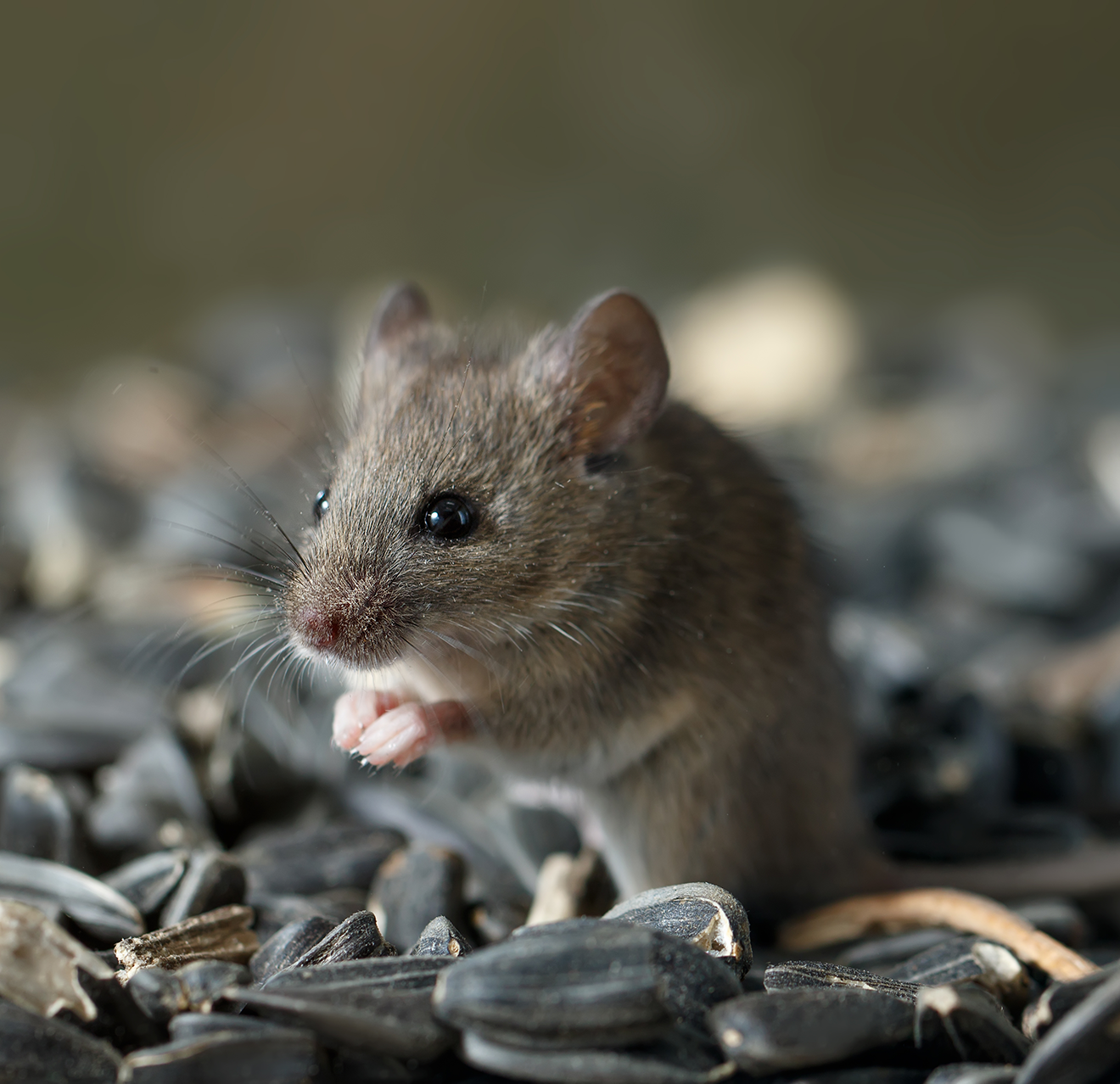 A mouse eating from a pile of seeds.