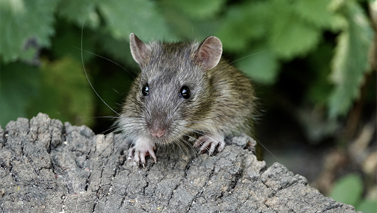 Rat crawling on a log.