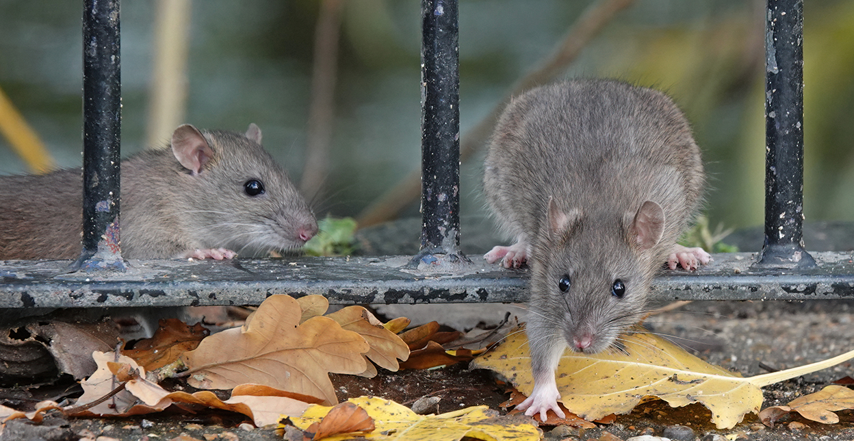 Rats crawling through metal bars.