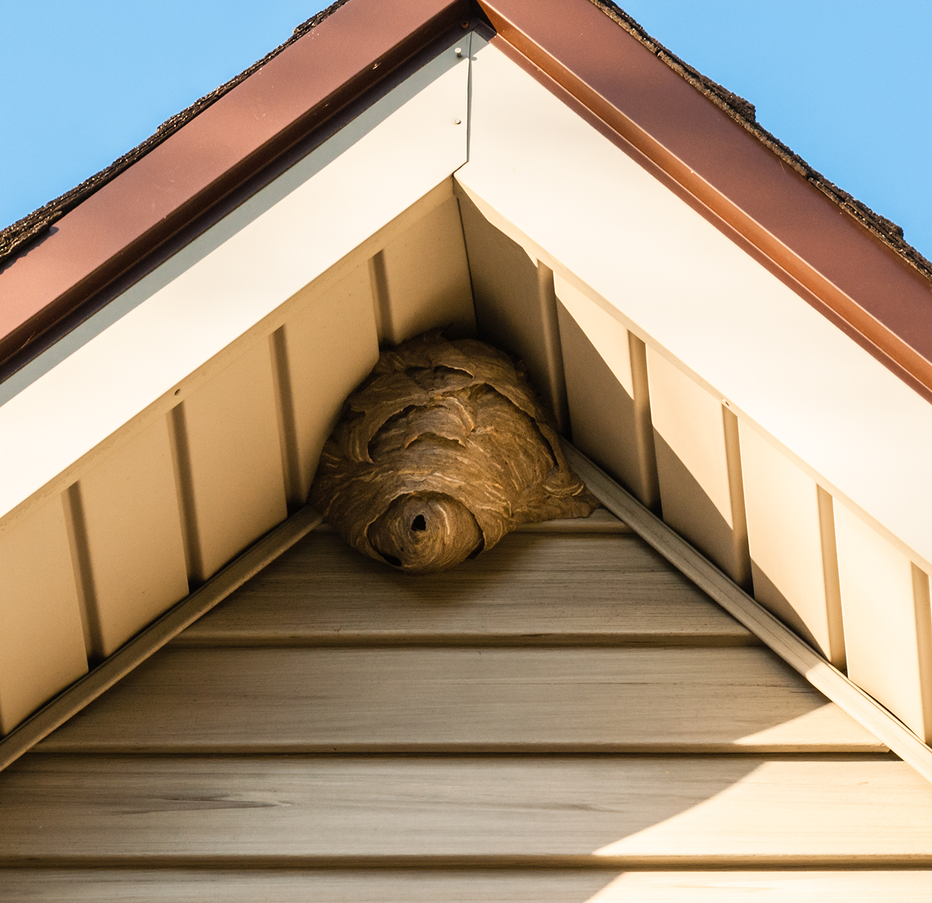 Wasp nest on a roof.