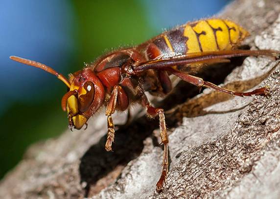 Closeup of a hornet on a tree trunk.