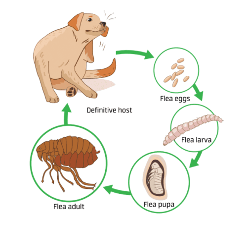 How to Combat Fleas | Mosquito Joe of Gulf Coast Alabama