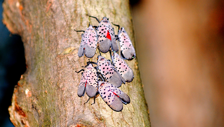 A group of spotted lanternflies on a tree branch.