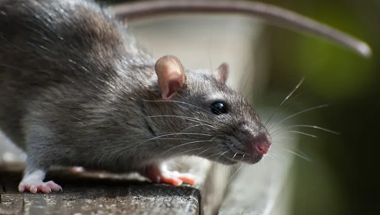 A closeup shot of a rat.