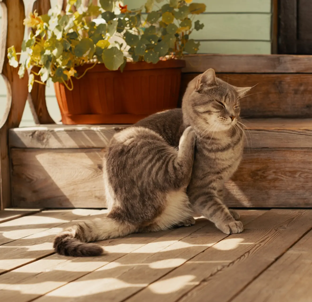 Cat scratching itself on a porch.