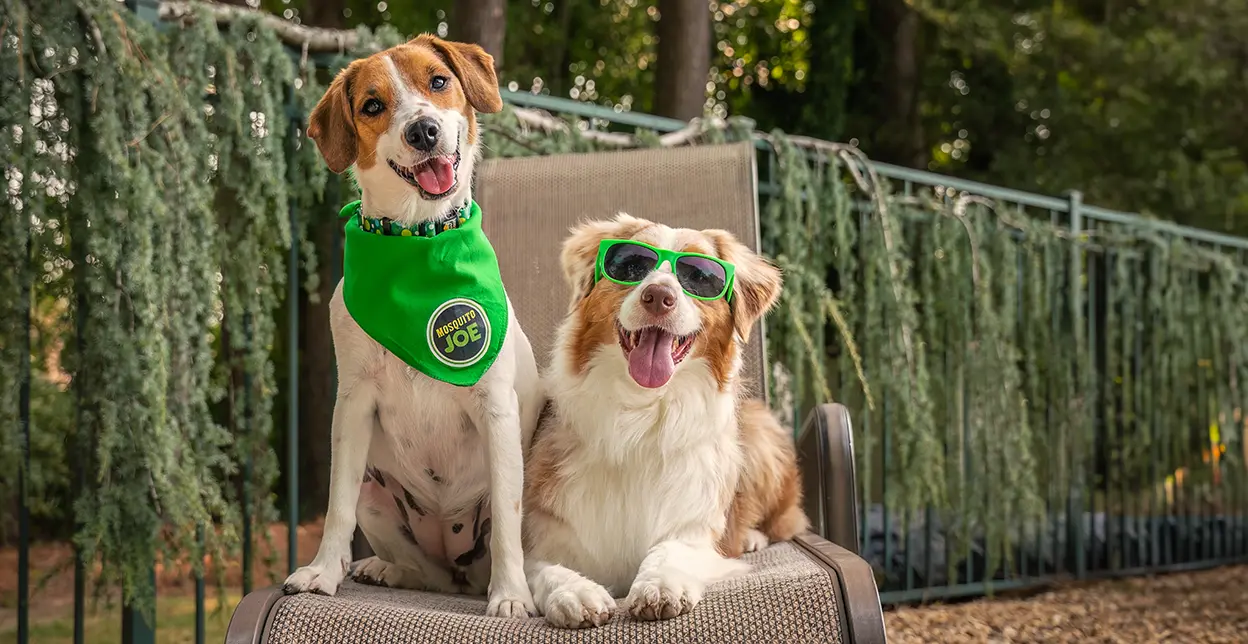 Two dogs wearing Mosquito Joe accessories sitting in a lawn chair.