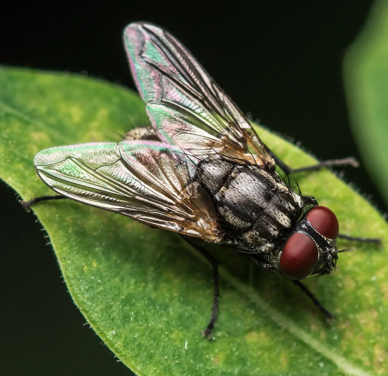 A closeup of a fly on a leaf.