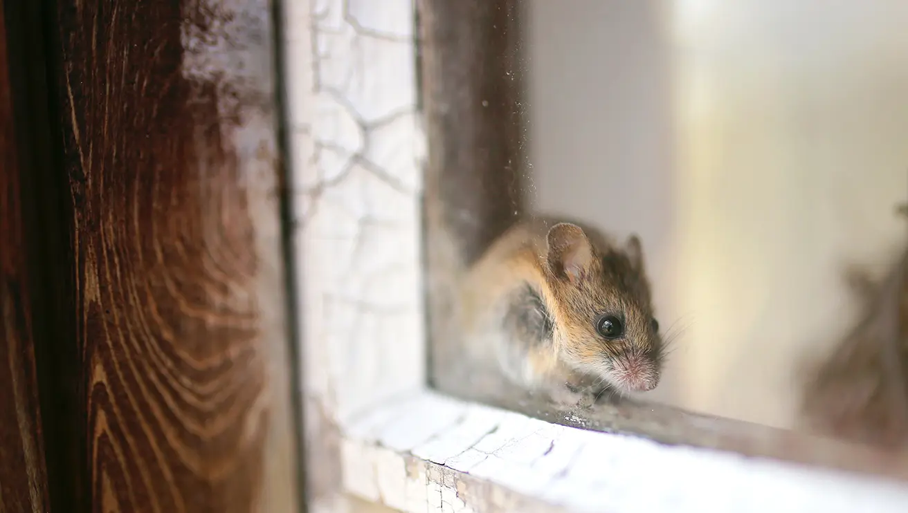 A picture of a mouse sitting on a windowsill.