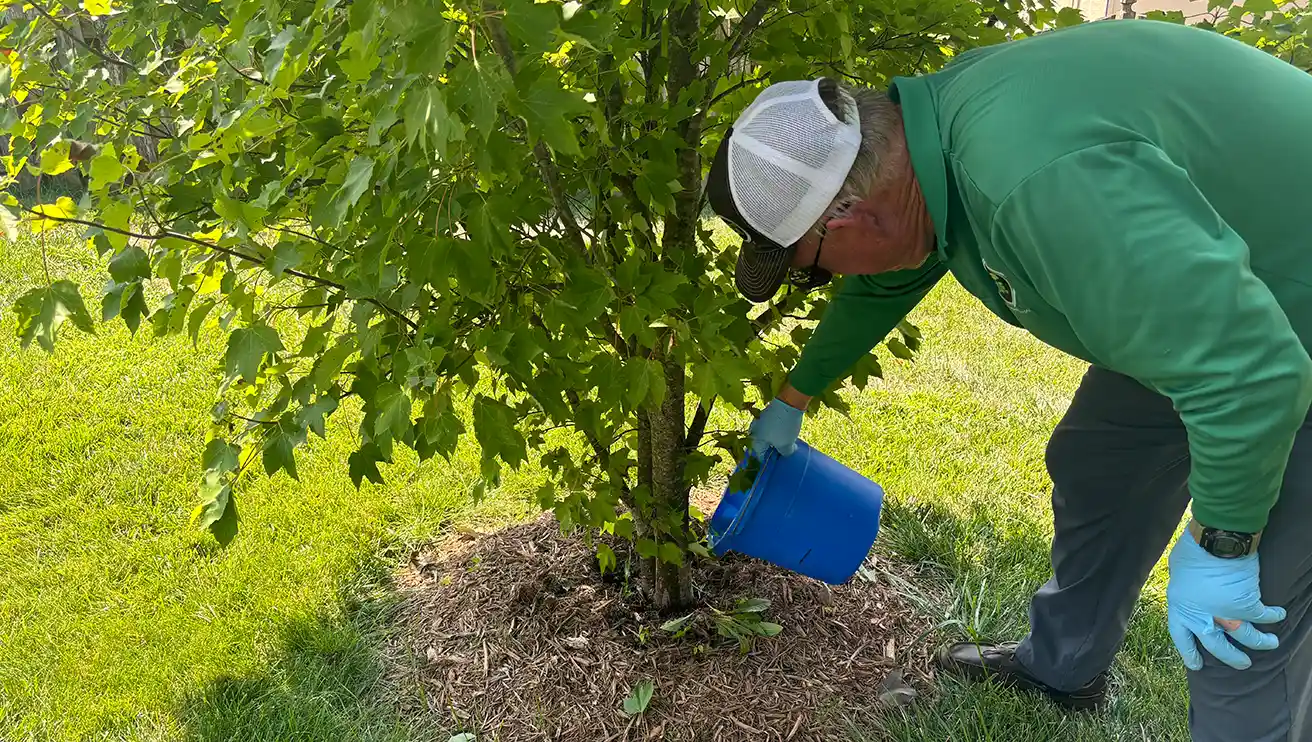 A Mosquito Joe employee treating a tree infested with spotted lanternflys.