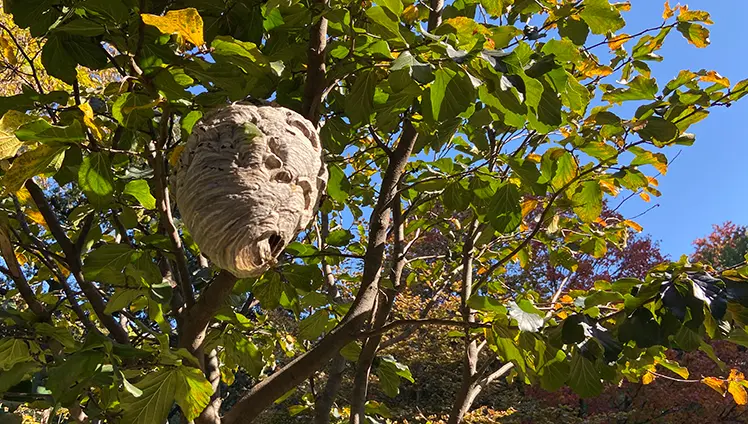 A picture of a hornets nest in a tree.