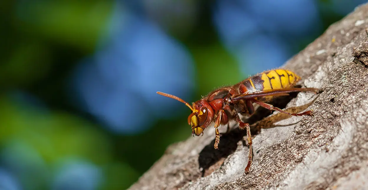 Stinging insect sitting on a tree.