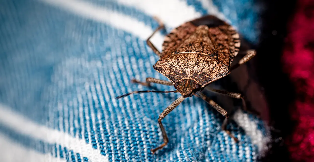 A picture of a stink bug sitting on a cloth towel.