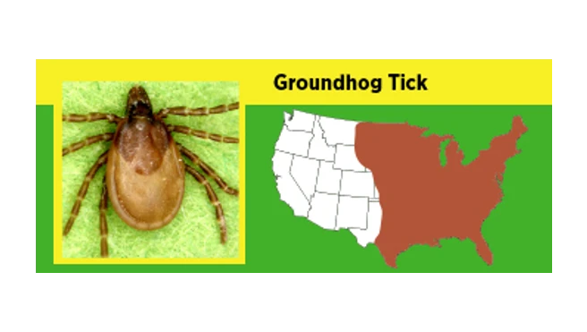 A map of where groundhog ticks are prevalent in the US.