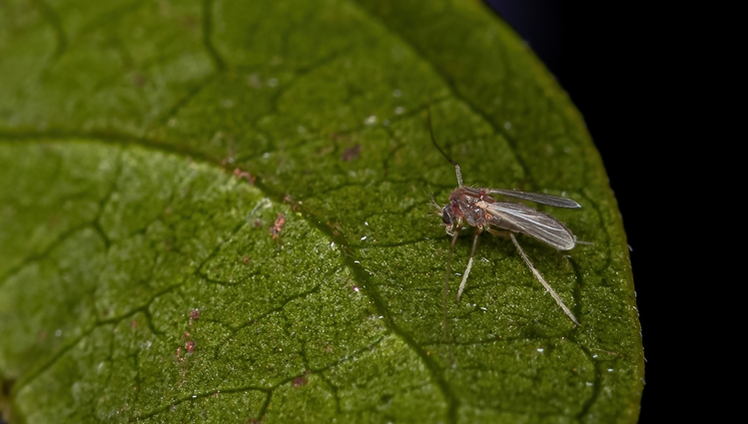 No-see-um bug on leaf.