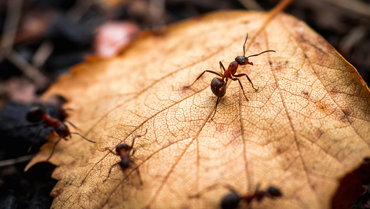 Ants crawling on a leaf.