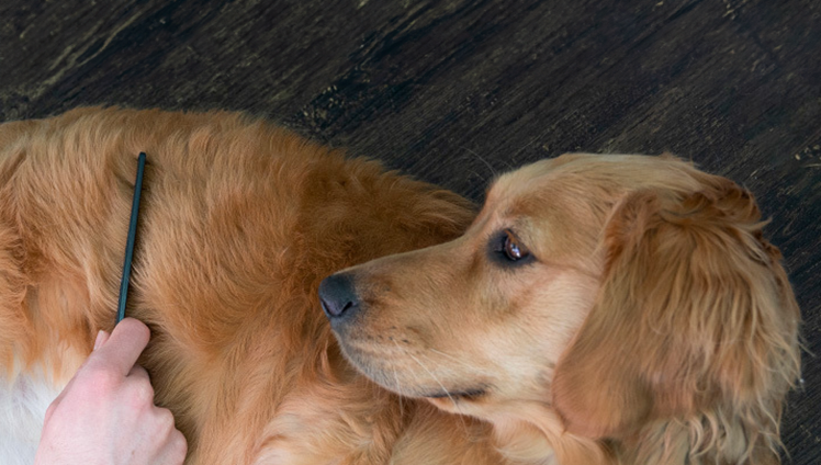 A dog owner combing a golden retriever.