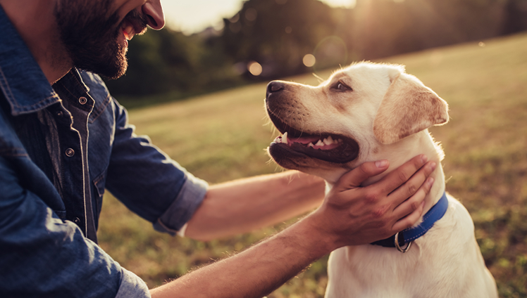 An owner petting his happy dog in a field.