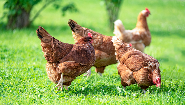 Chicken walking around on grass.