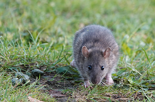 A rat in the garden.