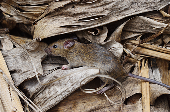 A rat searching through debris.