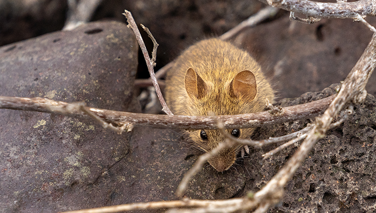 A rat hiding under some twigs.