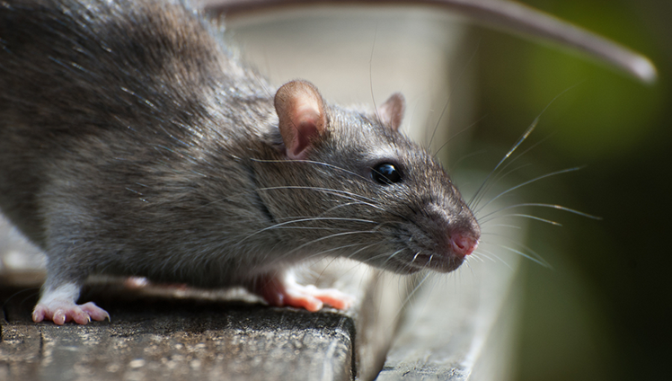 A rat walking on the floor.