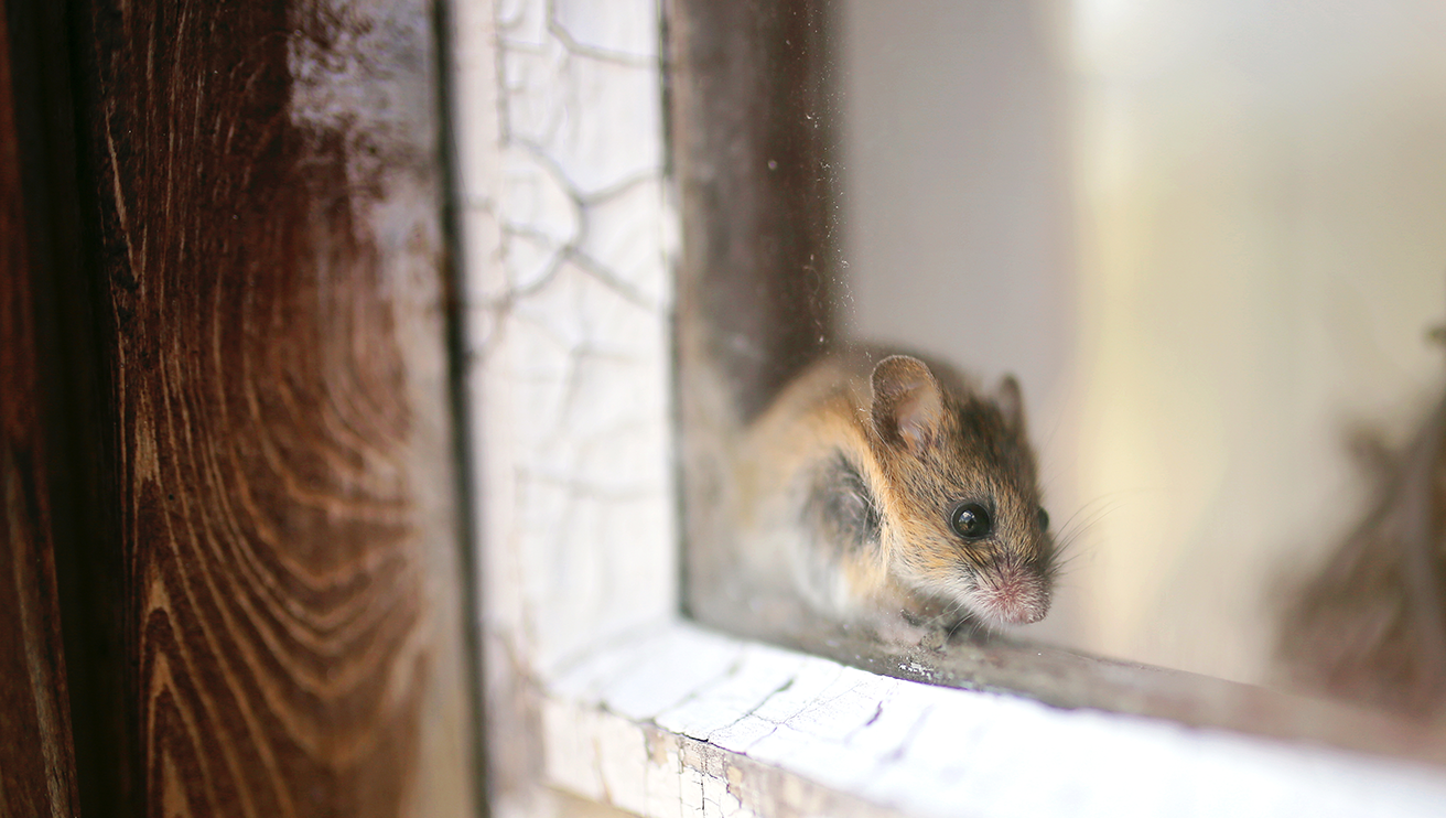 A rat inside the window.