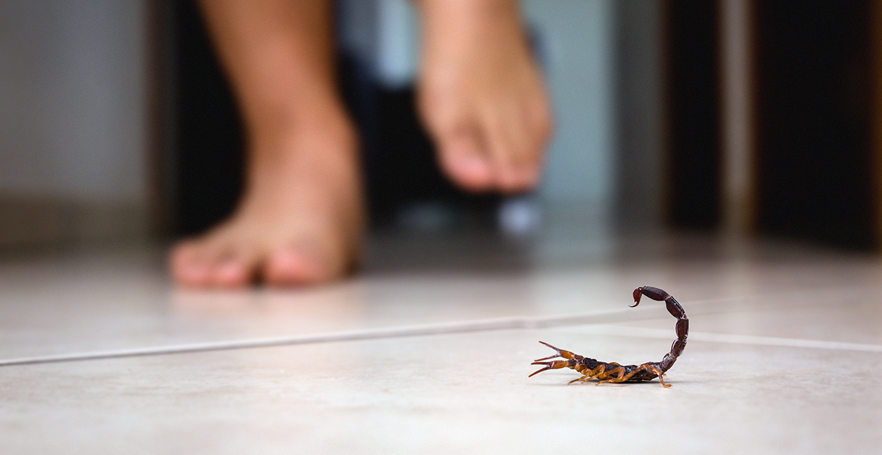 Feet about to step on a scorpion.