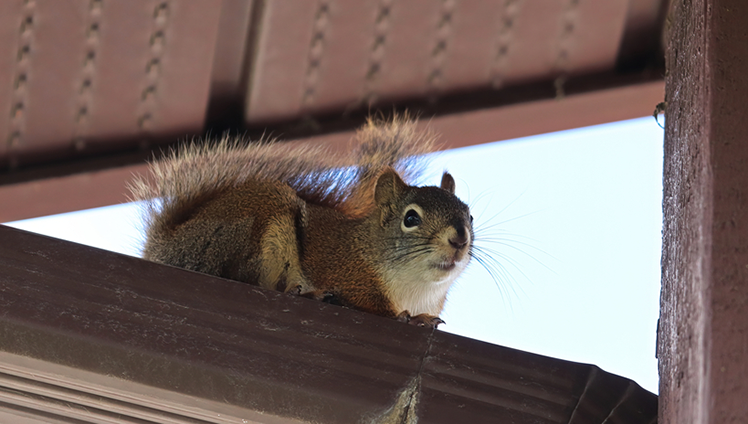 A squirell hanging on a pipeline.