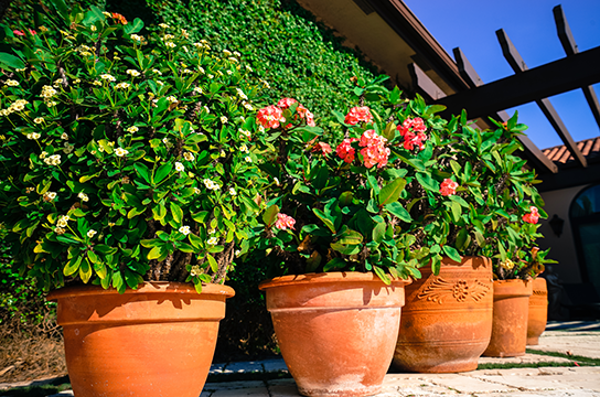 Four flower pots lined up with different color flowers in front of some bushes.