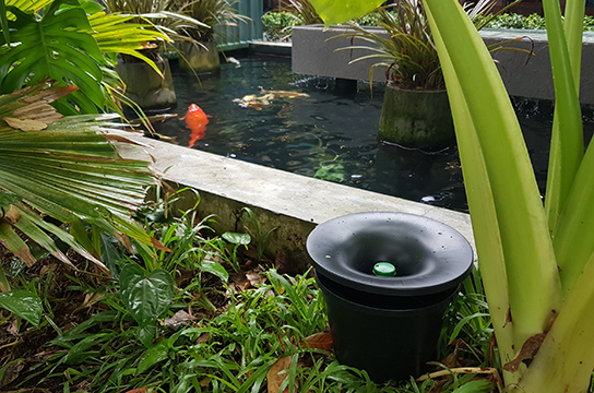 Mosquito Trap pot hidden in a garden by a pond.