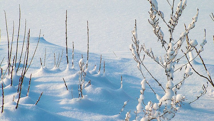 Tree branches buried in snow.