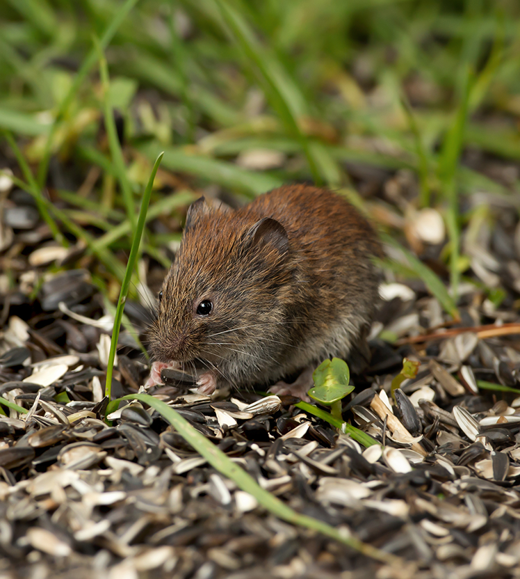 Mouse eating seeds off ground.