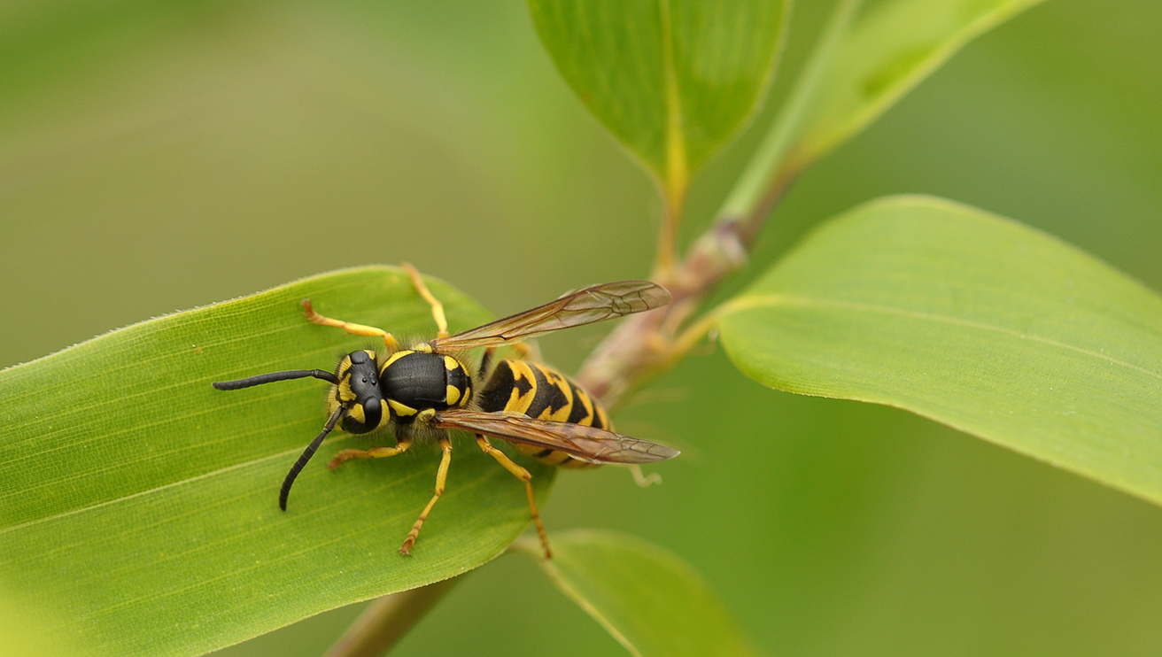 Stinging insect on leaf.